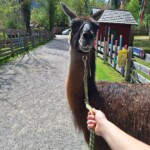 Projektwoche Appelhof Projektwoche Appelhof