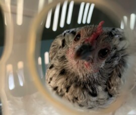 Huhn Ida Huhn Ida